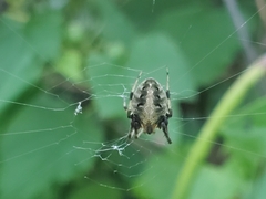 Neoscona arabesca