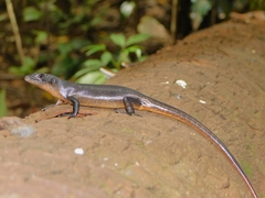 Emoia nigra