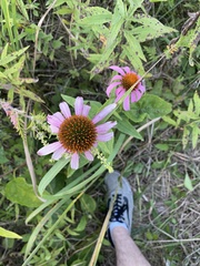 Echinacea