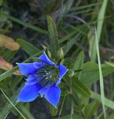 Gentiana puberulenta