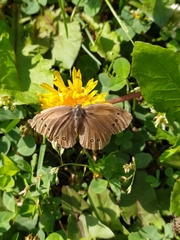 Aphantopus hyperantus