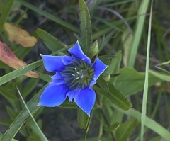Gentiana puberulenta