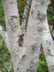 Betula ermanii