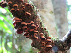 Anthracophyllum archeri