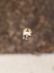 Acanthepeira stellata
