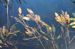 Potamogeton gramineus