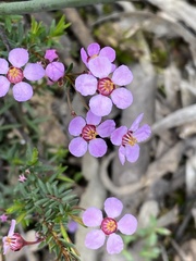 Euryomyrtus ramosissima