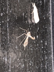 Lineodes integra