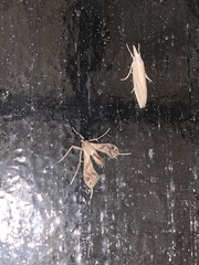 Lineodes integra