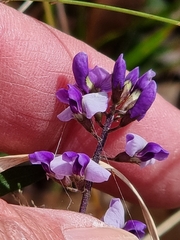 Glycine