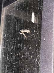 Lineodes integra