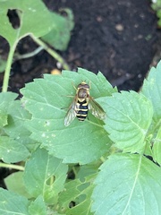 Syrphus opinator