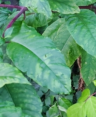 Pokeweed mosaic virus