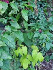 Pokeweed mosaic virus