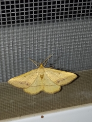 Isturgia arenacearia