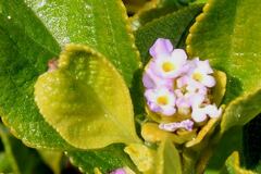 Lantana involucrata