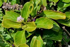 Lantana involucrata