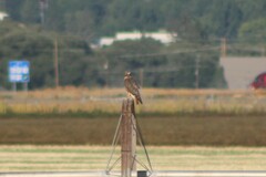 Buteo jamaicensis calurus