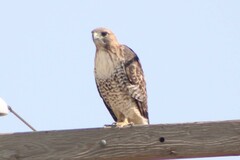 Buteo jamaicensis calurus