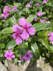 Catharanthus roseus
