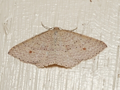 Epicyme rubropunctaria