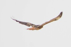 Buteo jamaicensis calurus