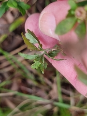 Centratherum riparium