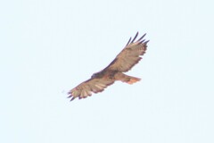 Buteo jamaicensis calurus
