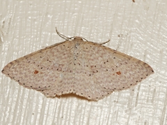 Epicyme rubropunctaria