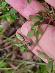 Centratherum riparium