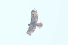Buteo jamaicensis calurus