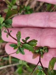 Centratherum riparium