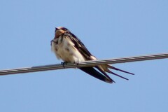 Hirundo rustica erythrogaster