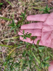 Centratherum riparium