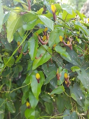 Aristolochia sempervirens