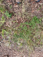 Centratherum riparium