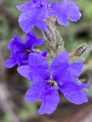 Dampiera stricta