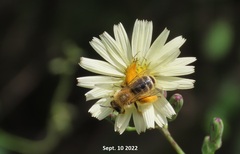 Dasypoda japonica