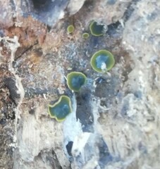 Chlorosplenium chlora