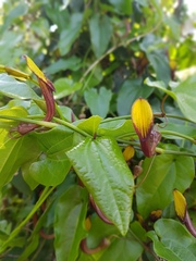 Aristolochia sempervirens