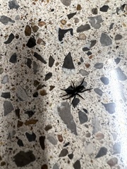 Herpyllus ecclesiasticus
