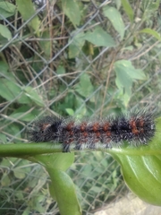 Erebidae