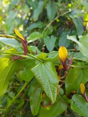 Aristolochia sempervirens