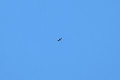 Buteo jamaicensis calurus