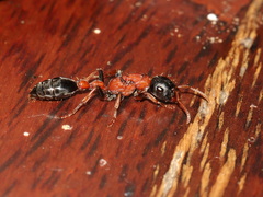 Tetraponera rufonigra