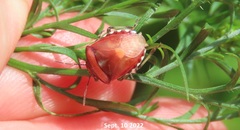 Menida