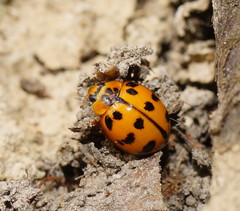 Harmonia octomaculata