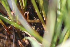 Anaxyrus boreas boreas