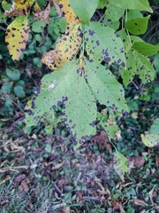 Mycosphaerella fraxinicola