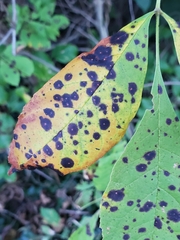 Mycosphaerella fraxinicola